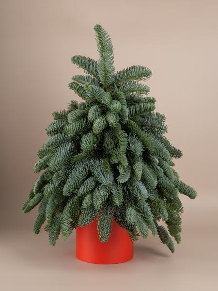 Елочка из нобилиса без декора