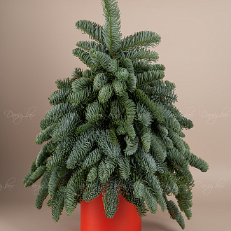 Подарочный набор «Ёлочка из нобилиса "Полёт фантазии"»